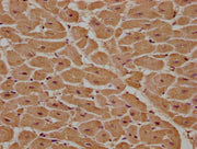 IHC image of CSB-PA013579LA01HU diluted at 1:100 and staining in paraffin-embedded human heart tissue performed on a Leica BondTM system. After dewaxing and hydration, antigen retrieval was mediated by high pressure in a citrate buffer (pH 6.0). S...