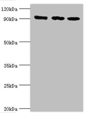 Western blot All lanes: DNA replication licensing factor MCM3 antibody at 8ug/ml Lane 1: Hela whole cell lysate Lane 2: K562 whole cell lysate Lane 3: 293T whole cell lysate Secondary Goat polyclonal to rabbit IgG at 1/10000 dilution Predicted ban...