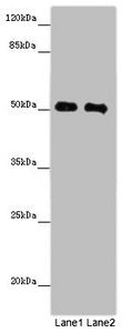 Western blot All lanes: MCRS1 antibody at 8ug/ml Lane 1: Jurkat whole cell lysate Lane 2: Hela whole cell lysate Secondary Goat polyclonal to rabbit IgG at 1/10000 dilution Predicted band size: 52, 54, 51, 32 kDa Observed band size: 52 kDa