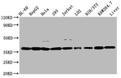 Western Blot Positive WB detected in: HL60 whole cell lysate, HepG2 whole cell lysate, Hela whole cell lysate, 293 whole cell lysate, Jurkat whole cell lysate, LO2 whole cell lysate, NIH/3T3 whole cell lysate, RAW264.7 whole cell lysate, Mouse liv...
