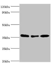 Western blot All lanes: MDH1 antibody at 4ug/ml Lane 1: HepG2 whole cell lysate Lane 2: Hela whole cell lysate Lane 3: Mouse kidney tissue Secondary Goat polyclonal to rabbit IgG at 1/10000 dilution Predicted band size: 37, 28, 39 kDa Observed ban...