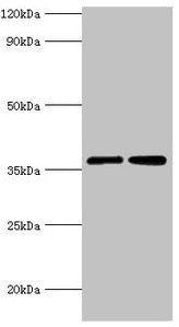 Western blot All lanes: MDH2 antibody at 3µg/ml Lane 1: 293T whole cell lysate Lane 2: K562 whole cell lysate Secondary Goat polyclonal to rabbit IgG at 1/10000 dilution Predicted band size: 36, 31 kDa Observed band size: 36 kDa