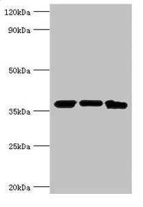 Western blot All lanes: MDH2 antibody at 4µg/ml Lane 1: Mouse lung tissue Lane 2: 293T whole cell lysate Lane 3: K562 whole cell lysate Secondary Goat polyclonal to rabbit IgG at 1/10000 dilution Predicted band size: 36, 31 kDa Observed band size:...