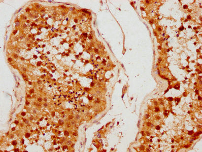 IHC image of CSB-PA013659LA01HU diluted at 1:500 and staining in paraffin-embedded human testis tissue performed on a Leica BondTM system. After dewaxing and hydration, antigen retrieval was mediated by high pressure in a citrate buffer (pH 6.0)....