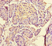 Immunohistochemistry of paraffin-embedded human pancreatic tissue using CSB-PA013664LA01HU at dilution of 1:100