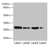 Western blot All lanes: MED7 antibody at 6µg/ml Lane 1: Jurkat whole cell lysate Lane 2: Hela whole cell lysate Lane 3: Mouse thymus tissue Lane 4: NIH/3T3 whole cell lysate Secondary Goat polyclonal to rabbit IgG at 1/10000 dilution Predicted ban...