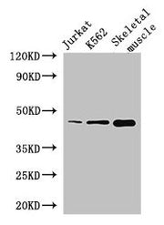 Western Blot Positive WB detected in: Jurkat whole cell lysate, K562 whole cell lysate, Mouse skeletal muscle tissue All lanes: MEIS1 antibody at 2.8µg/ml Secondary Goat polyclonal to rabbit IgG at 1/50000 dilution Predicted band size: 44, 51 kDa...