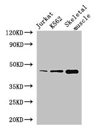 Western Blot Positive WB detected in: Jurkat whole cell lysate, K562 whole cell lysate, Mouse skeletal muscle tissue All lanes: MEIS1 antibody at 2.8µg/ml Secondary Goat polyclonal to rabbit IgG at 1/50000 dilution Predicted band size: 44, 51 kDa...