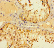 Immunohistochemistry of paraffin-embedded human testis tissue using CSB-PA013694HA01HU at dilution of 1:100