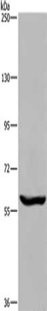Gel: 6%SDS-PAGE, Lysate: 40 ug, Lane: Raji cells, Primary antibody: CSB-PA013771(MAGEL2 Antibody) at dilution 1/250, Secondary antibody: Goat anti rabbit IgG at 1/8000 dilution, Exposure time: 5 minutes