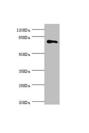 Western blot All lanes: MGAT1 antibody at 1.18µg/ml + 293T whole cell lysate Secondary Goat polyclonal to rabbit IgG at 1/10000 dilution Predicted band size: 75 kDa Observed band size: 75 kDa