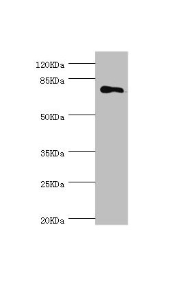 Western blot All lanes: MGAT1 antibody at 1.18µg/ml + 293T whole cell lysate Secondary Goat polyclonal to rabbit IgG at 1/10000 dilution Predicted band size: 75 kDa Observed band size: 75 kDa