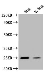 Western Blot Positive WB detected in: recombinant protein All lanes: ogt Antibody at 1:1000 Secondary Goat polyclonal to rabbit IgG at 1/50000 dilution Predicted band size: 25 kDa Observed band size: 25 kDa