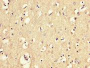IHC image of CSB-PA013789LA01HU diluted at 1:300 and staining in paraffin-embedded human brain tissue performed on a Leica BondTM system. After dewaxing and hydration, antigen retrieval was mediated by high pressure in a citrate buffer (pH 6.0). S...