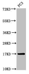 Western Blot Positive WB detected in: PC-3 whole cell lysate All lanes: MGST3 antibody at 3.5µg/ml Secondary Goat polyclonal to rabbit IgG at 1/50000 dilution Predicted band size: 17 kDa Observed band size: 17 kDa