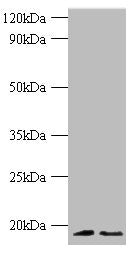Western blot All lanes: Histone H3.3 antibody at 2ug/ml Lane 1: 293T whole cell lysate Lane 2: EC109 whlole cell lysate Secondary Goat polyclonal to rabbit IgG at 1/1000 dilution Predicted band size: 15 kDa Observed band size: 15 kDa