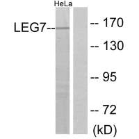 Western blot analysis of extracts from HeLa cells, using LEG7 antibody.