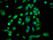 Immunofluorescence staining of Hela cells with CSB-PA01445A0Rb at 1:250, counter-stained with DAPI. The cells were fixed in 4% formaldehyde, permeabilized using 0.2% Triton X-100 and blocked in 10% normal Goat Serum. The cells were then incubated...