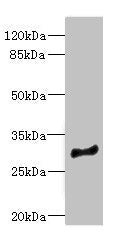 Western blot All lanes: MLF1 antibody at 2.94ug/ml + Mouse brain tissue Secondary Goat polyclonal to rabbit IgG at 1/10000 dilution Predicted band size: 31, 24, 34, 28, 30 kDa Observed band size: 31 kDa