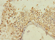 Immunohistochemistry of paraffin-embedded human testis tissue using CSB-PA014632LA01HU at dilution of 1:100