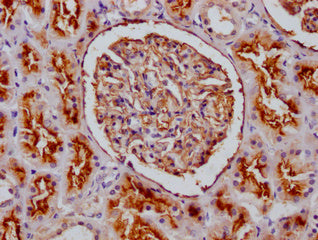 IHC image of CSB-PA014653LA01HU diluted at 1:100 and staining in paraffin-embedded human kidney tissue performed on a Leica BondTM system. After dewaxing and hydration, antigen retrieval was mediated by high pressure in a citrate buffer (pH 6.0)....