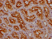 IHC image of CSB-PA014653LA11HU diluted at 1:200 and staining in paraffin-embedded human kidney tissue performed on a Leica BondTM system. After dewaxing and hydration, antigen retrieval was mediated by high pressure in a citrate buffer (pH 6.0)....
