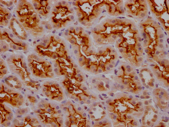 IHC image of CSB-PA014653LA11HU diluted at 1:200 and staining in paraffin-embedded human kidney tissue performed on a Leica BondTM system. After dewaxing and hydration, antigen retrieval was mediated by high pressure in a citrate buffer (pH 6.0)....