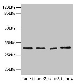 Western blot All lanes: Mmp7 antibody at 2µg/ml Lane 1: Colo320 whole cell lysaye Lane 2: NIH/3T3 whole cell lysaye Lane 3: Mouse lung tissue Lane 4: HepG2 whole cell lysate Secondary Goat polyclonal to rabbit IgG at 1/10000 dilution Predicted ban...