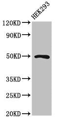 Western Blot Positive WB detected in: HEK293 whole cell lysate All lanes: MNX1 antibody at 2µg/ml Secondary Goat polyclonal to rabbit IgG at 1/50000 dilution Predicted band size: 41, 21 kDa Observed band size: 50 kDa