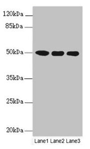 Western blot All lanes: MOCS3 antibody at 4.25ug/ml Lane 1: A549 whole cell lysate Lane 2: HepG2 whole cell lysate Lane 3: Jurkat whole cell lysate Secondary Goat polyclonal to rabbit IgG at 1/10000 dilution Predicted band size: 50 kDa Observed ba...