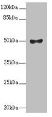 Western blot All lanes: MOCS3 antibody at 2.1µg/ml + A549 whole cell lysate Secondary Goat polyclonal to rabbit IgG at 1/10000 dilution Predicted band size: 50 kDa Observed band size: 50 kDa