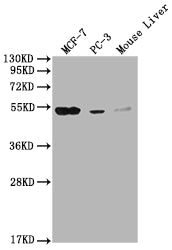 Western Blot Positive WB detected in: MCF-7 whole cell lysate, PC-3 whole cell lysate, Mouse Liver tissue All lanes: MOCS3 antibody at 1:2000 Secondary Goat polyclonal to rabbit IgG at 1/50000 dilution Predicted band size: 50 kDa Observed band siz...