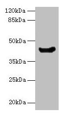 Western blot All lanes: manA antibody at 16µg/ml + DH5α whole cell lysate Secondary Goat polyclonal to rabbit IgG at 1/10000 dilution Predicted band size: 43 kDa Observed band size: 43 kDa