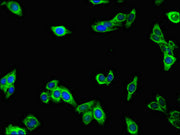 Immunofluorescent analysis of HepG2 cells using CSB-PA014754LA01HU at dilution of 1:100 and Alexa Fluor 488-congugated AffiniPure Goat Anti-Rabbit IgG(H+L)