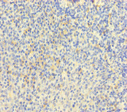 Immunohistochemistry of paraffin-embedded human tonsil tissue using CSB-PA014755LA01HU at dilution of 1:100