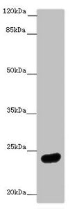 Western blot All lanes: MRAS antibody at 1:1000 + Mouse brain tissue Secondary Goat polyclonal to rabbit IgG at 1/10000 dilution Predicted band size: 24, 16 kDa Observed band size: 24 kDa