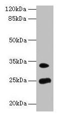 Western blot All lanes: MREG antibody at 8µg/ml + Mouse stomach tissue Secondary Goat polyclonal to rabbit IgG at 1/10000 dilution Predicted band size: 25, 27 kDa Observed band size: 25, 33 kDa