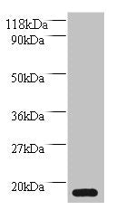 Western blot All lanes: MRFAP1L1 antibody at 2µg/ml + HepG2 whole cell lysate Secondary Goat polyclonal to rabbit IgG at 1/10000 dilution Predicted band size: 15 kDa Observed band size: 15 kDa