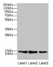 Western blot All lanes: MRPL14 antibody at 2µg/ml Lane 1: Hela whole cell lysate Lane 2: HepG2 whole cell lysate Lane 3: Mouse liver tissue Secondary Goat polyclonal to rabbit IgG at 1/10000 dilution Predicted band size: 16 kDa Observed band size:...