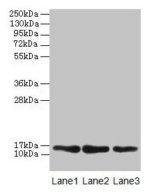 Western blot All lanes: MRPL14 antibody at 2µg/ml Lane 1: Hela whole cell lysate Lane 2: HepG2 whole cell lysate Lane 3: Mouse liver tissue Secondary Goat polyclonal to rabbit IgG at 1/10000 dilution Predicted band size: 16 kDa Observed band size:...