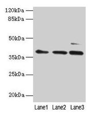 Western blot All lanes: MRPL3 antibody at 6µg/ml Lane 1: Hela whole cell lysate Lane 2: HepG2 whole cell lysate Lane 3: A549 whole cell lysate Secondary Goat polyclonal to rabbit IgG at 1/10000 dilution Predicted band size: 39 kDa Observed band si...