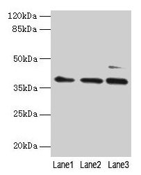 Western blot All lanes: MRPL3 antibody at 6µg/ml Lane 1: Hela whole cell lysate Lane 2: HepG2 whole cell lysate Lane 3: A549 whole cell lysate Secondary Goat polyclonal to rabbit IgG at 1/10000 dilution Predicted band size: 39 kDa Observed band si...