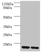 Western blot All lanes: MRPL55 antibody at 2µg/ml Lane 1: K562 whole cell lysaye Lane 2: PC-3 whole cell lysaye Secondary Goat polyclonal to rabbit IgG at 1/10000 dilution Predicted band size: 16, 19 kDa Observed band size: 16 kDa