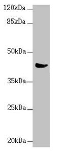 Western blot All lanes: MRPS22 antibody at 2.36 ug/ml + Mouse liver tissue Secondary Goat polyclonal to rabbit IgG at 1/10000 dilution Predicted band size: 42, 19 kDa Observed band size: 42 kDa