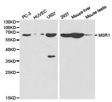 Western blot analysis of extracts of various cell lines, using MSR1 antibody.
