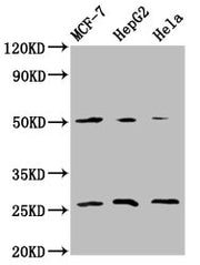 Western Blot Positive WB detected in: MCF-7 whole cell lysate, HepG2 whole cell lysate, Hela whole cell lysate All lanes: MT-CO2 antibody at 5.9µg/ml Secondary Goat polyclonal to rabbit IgG at 1/50000 dilution Predicted band size: 26 kDa Observed...