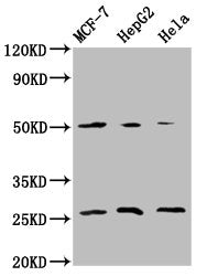 Western Blot Positive WB detected in: MCF-7 whole cell lysate, HepG2 whole cell lysate, Hela whole cell lysate All lanes: MT-CO2 antibody at 5.9µg/ml Secondary Goat polyclonal to rabbit IgG at 1/50000 dilution Predicted band size: 26 kDa Observed...
