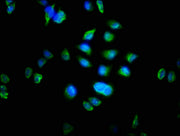 Immunofluorescence staining of Hela cells with CSB-PA015197LA01HU at 1:100, counter-stained with DAPI. The cells were fixed in 4% formaldehyde, permeabilized using 0.2% Triton X-100 and blocked in 10% normal Goat Serum. The cells were then incubat...