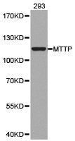Western blot analysis of extracts of 293 cell lines, using MTTP antibody.