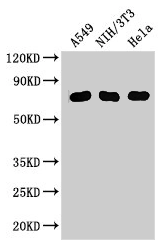 Western Blot Positive WB detected in: A549 whole cell lysate, NIH/3T3 whole cell lysate, Hela whole cell lysate All lanes: MX1 antibody at 3ug/ml Secondary Goat polyclonal to rabbit IgG at 1/50000 dilution Predicted band size: 76, 56 kDa Observed...